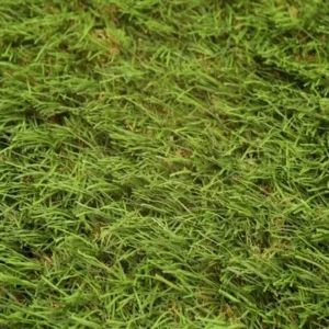 Budget Artificial Grass