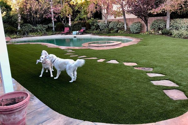 Healthiest Pet Spaces With Pet Friendly Artificial Grass
