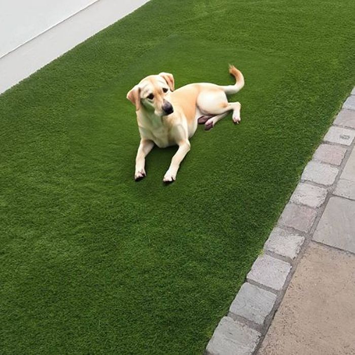 Artificial grass for dogs installed beside a paved garden walkway