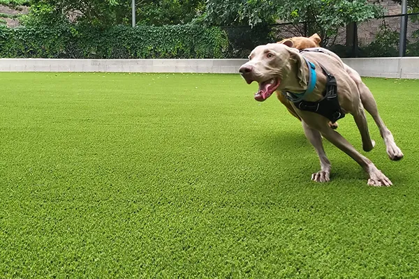 Dog Play in lawn with Artificial grass